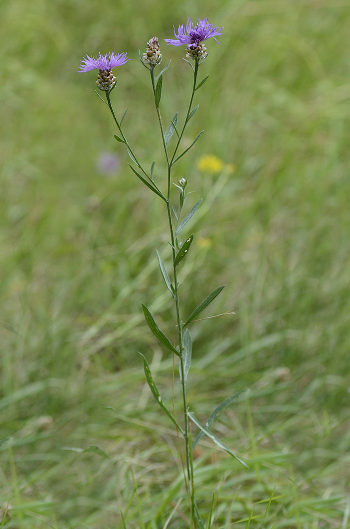Centaurea jacea subsp. gaudinii / Centaurea di Gaudin